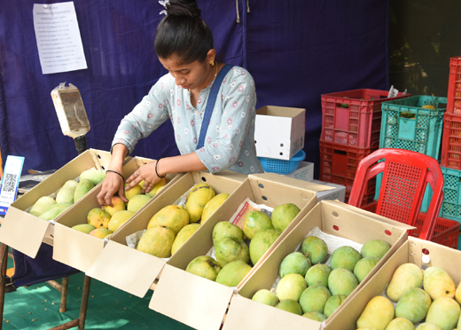 Mango-jackfruit mela